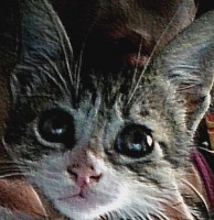 /album/fotografies-de-gats/cropped-2014615-5-jpg/